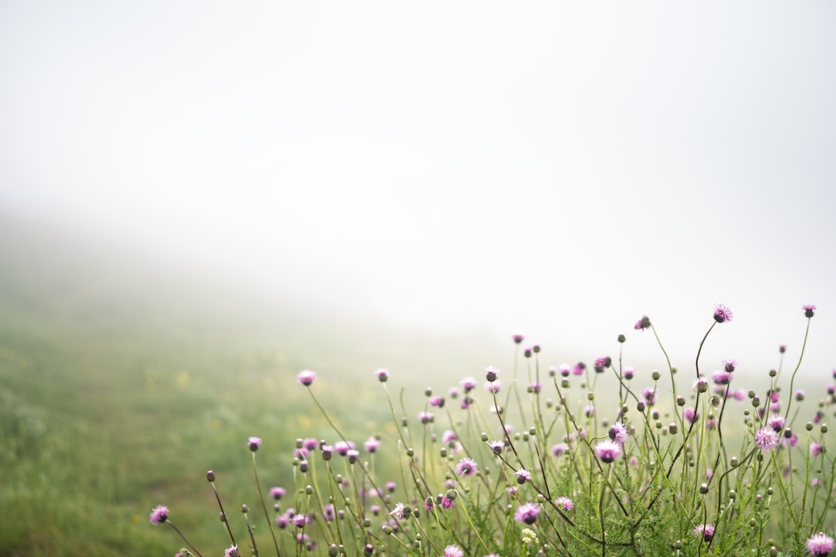 Roze wilde bloemen in een mistige weide in de lente